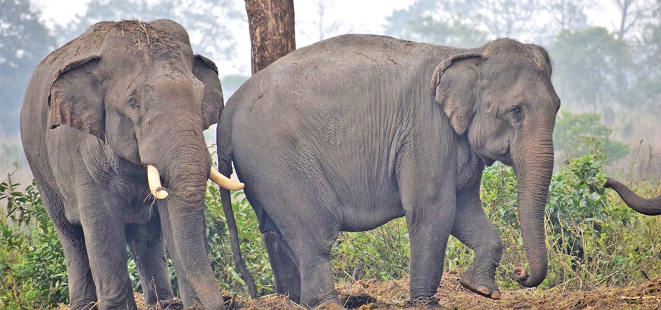 भारतबाट नेपाल घुम्न आएका भाले हात्ती कोसी टप्पुमा पोथी हात्तीसँग मायापिरती गाँस्दै