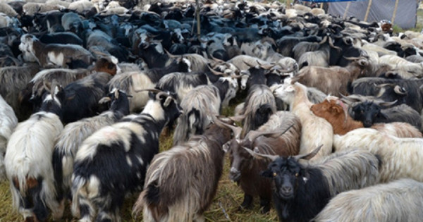 मुस्ताङबाट १२ हजार भेडा–च्याङ्ग्रा निकासी